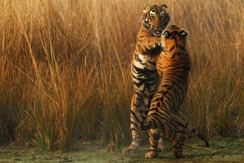 Tiger Tango
