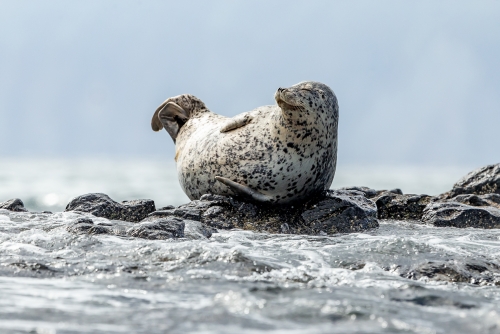 Spotted Seal