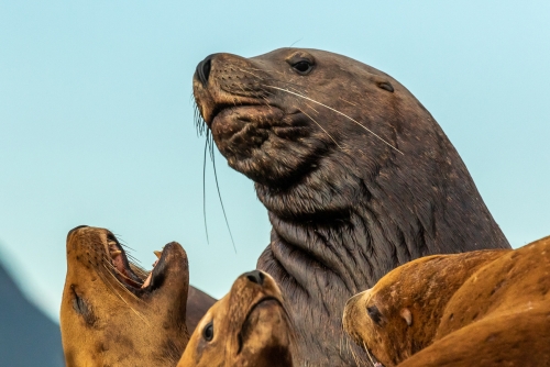 Steller Sea Lion