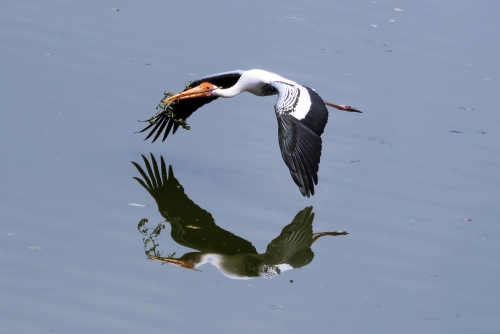 Stork Reflection