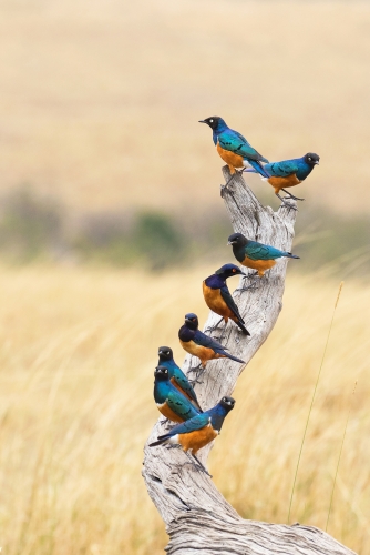 The Tree on which Superb Starlings grows!!