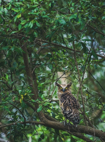 Headmaster of the mangroves