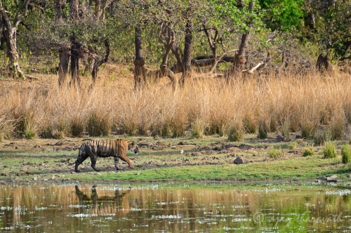 TIGER IN PARADISE