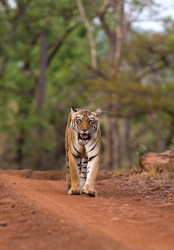 Choti Tara | Tadoba Andhari Tiger Reserve