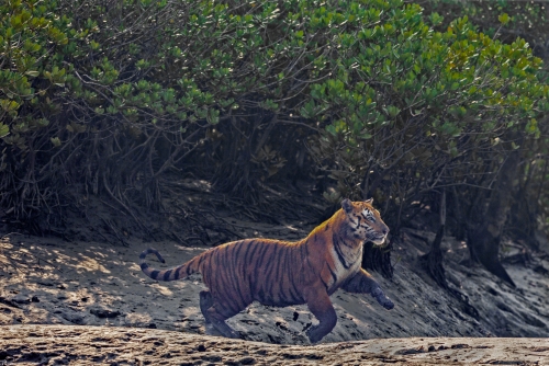 The Acrobatic Tiger