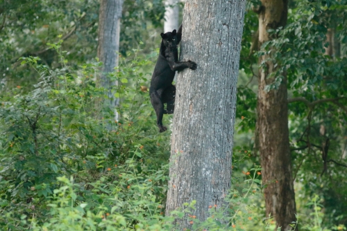 The Ever Elusive Black Leopard