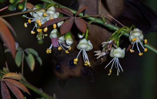 The Flower Licker