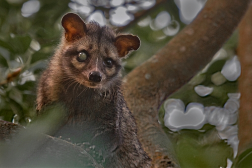 The Green Eyed Cat