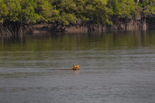 The Mangrove Swimmer