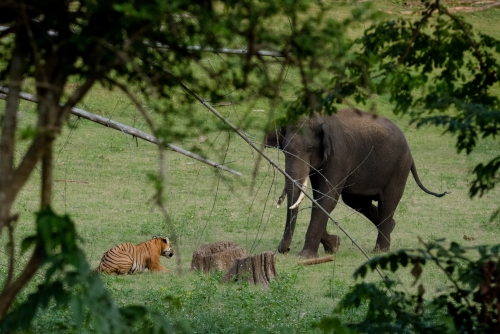 Tiger Elephant Face to Face