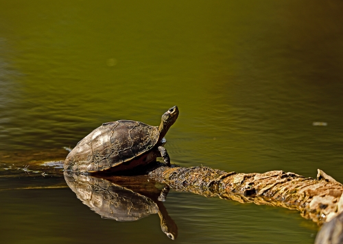 Turtle with reflection