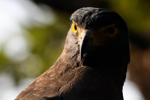 Majestic Eagle