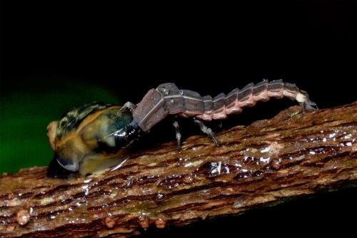  LARVAE OF FIRE FLY AND IT'S PREY