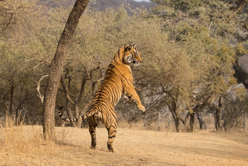 Feline Agility