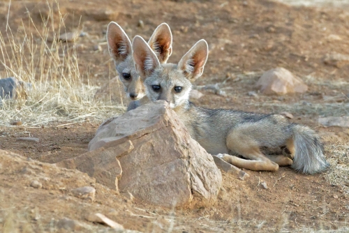 Desert Fox