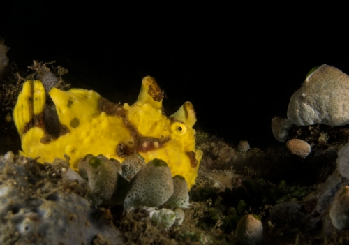 Yellow Warty Frogfish!