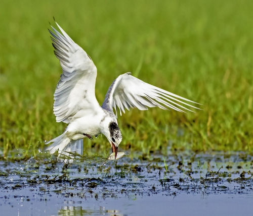 Whiskered Tern picking up a fish