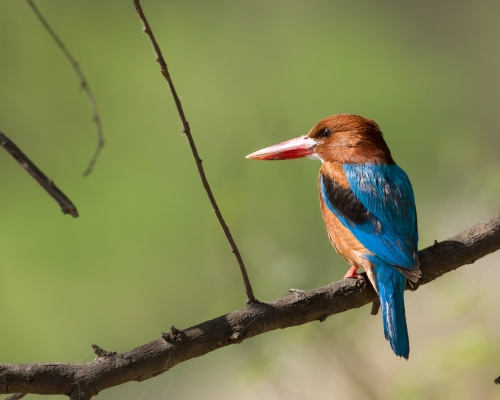 White Breasted Kingfisher.