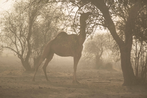 Morning mist