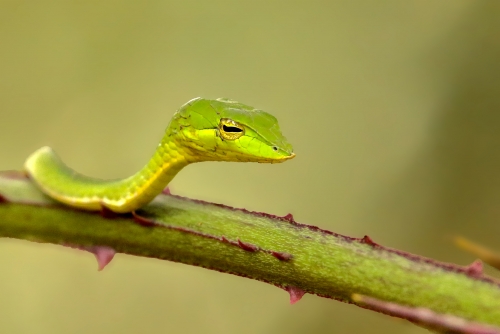Green wine snake portrait