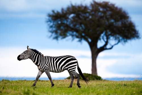 Zebra Ride